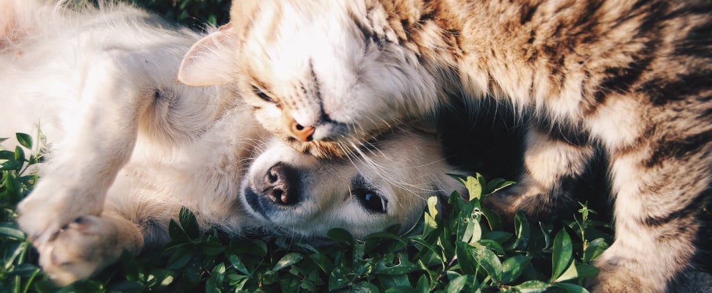 Why I Don't Want Another Pet