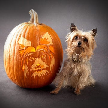 Yorkshire Terrier Downloadable Dog Breed Pumpkin