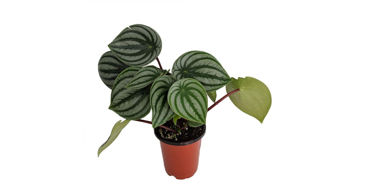Watermelon Peperomia Best Indoor Hanging Plants POPSUGAR Home Photo 12
