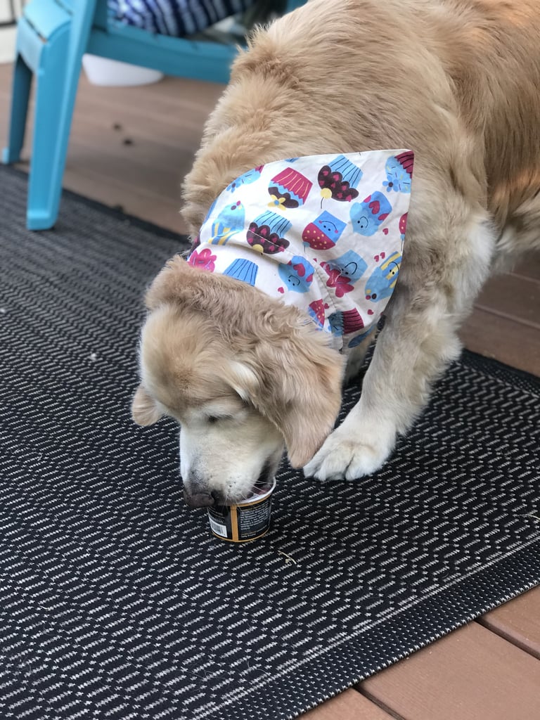 Golden Retriever Eating Ice Cream For Birthday