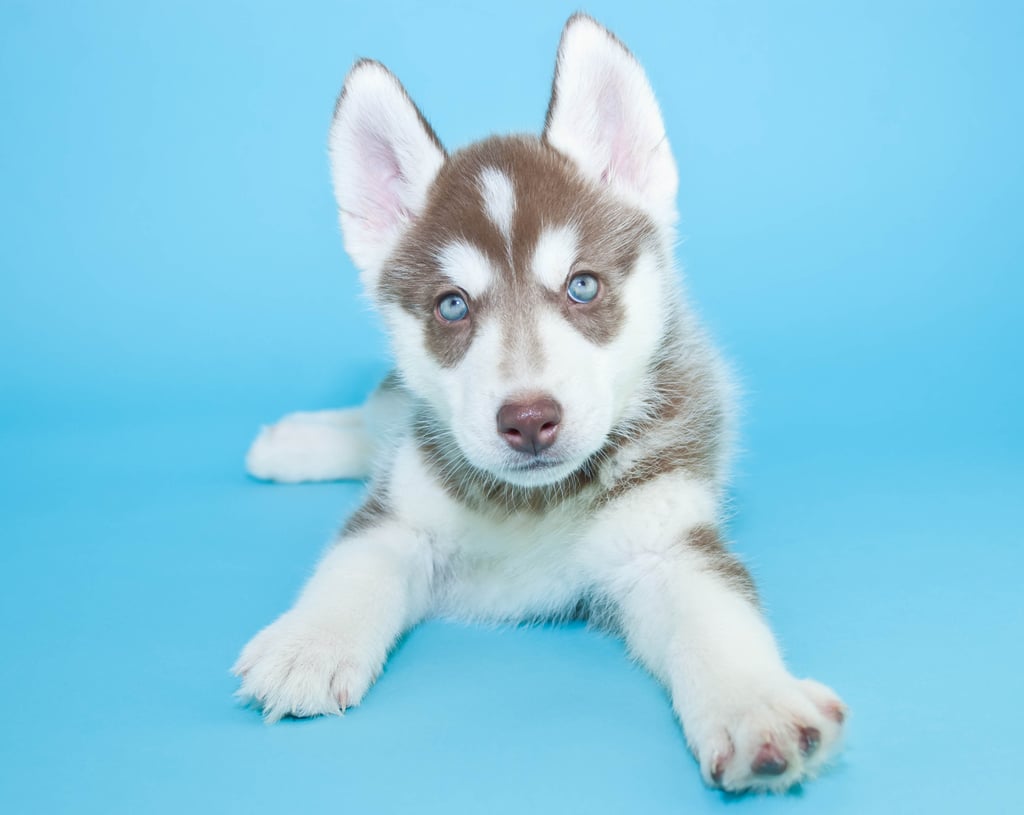 Cute Pictures of Huskies