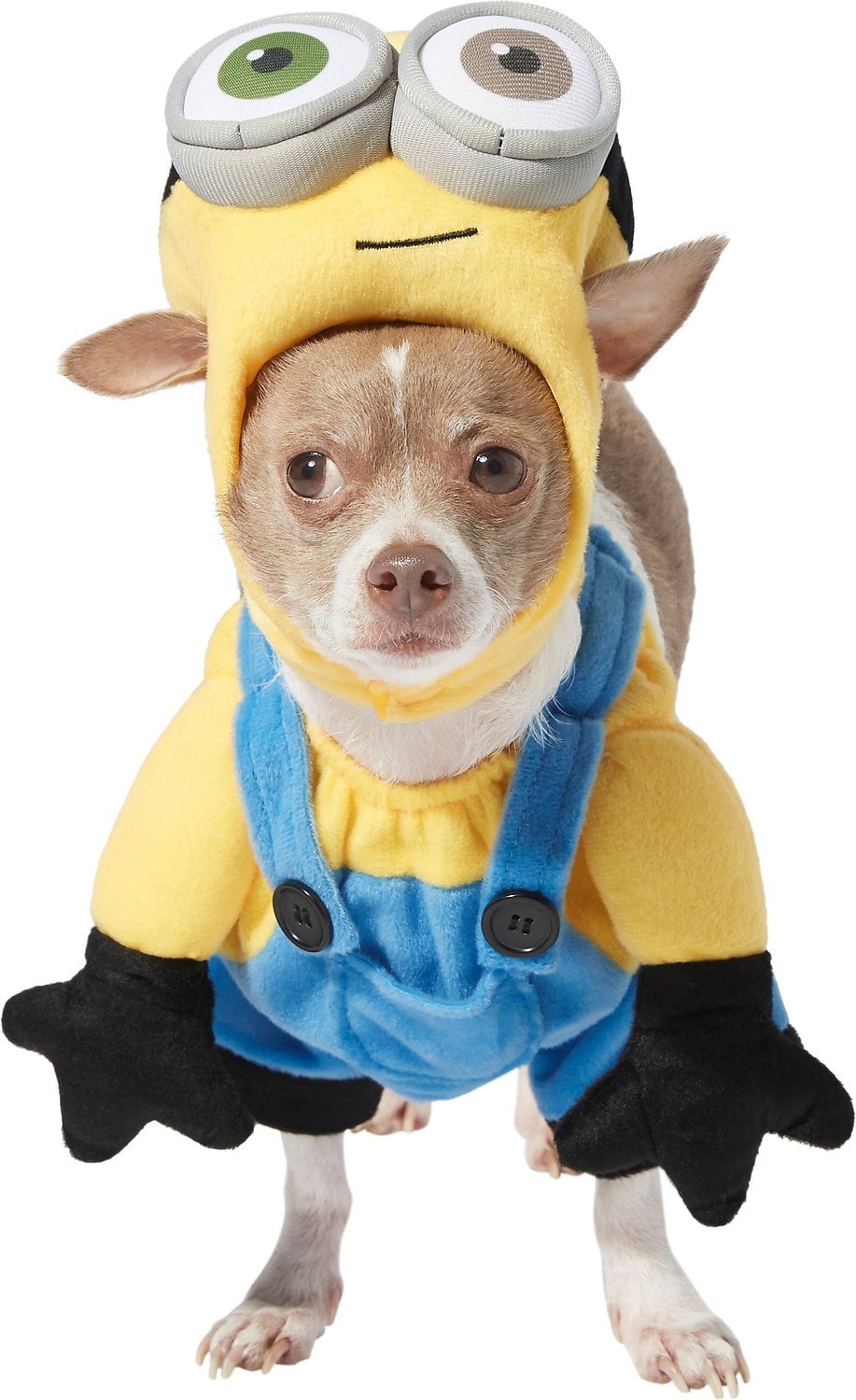 Dogs in top minion costumes