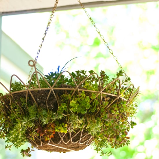 Succulent Hanging Basket