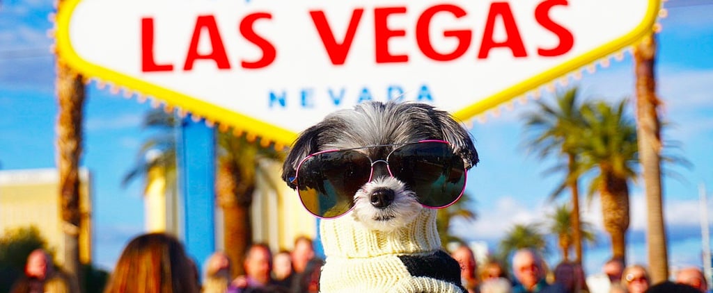 Tinkerbelle the Dog's Trip to Las Vegas