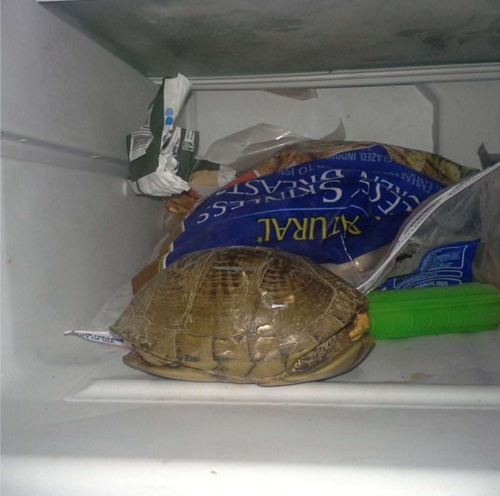 What about the freezer?