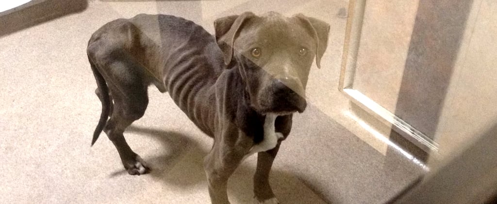 Starving Dog Rescued | Video