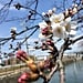 Is Japan a Good Vacation Spot?