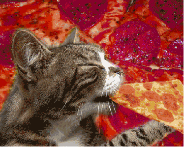 Pizza will keep your pets company while you're away.