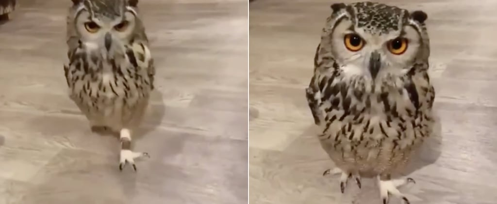 I'm Sorry, but Why Didn't Anyone Ever Tell Me Owls Run Like This?