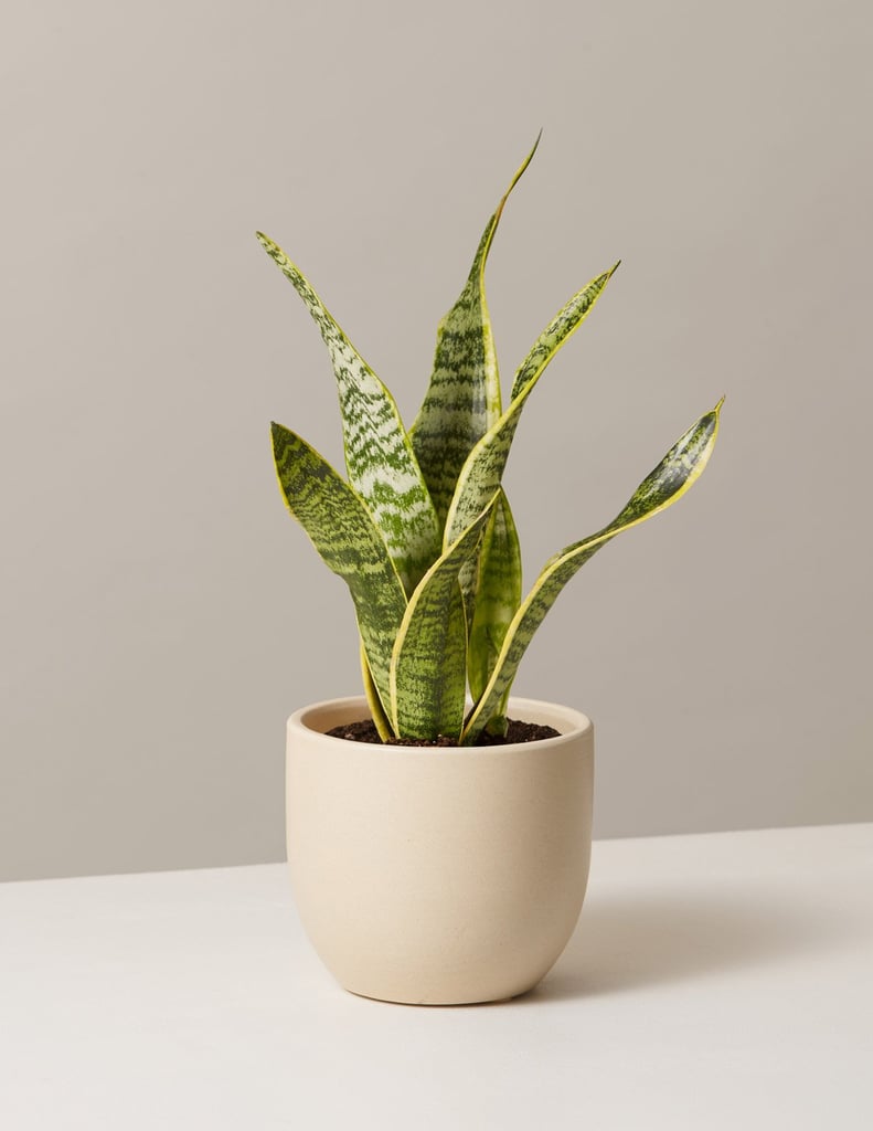 The Sill Snake Plant Laurentii