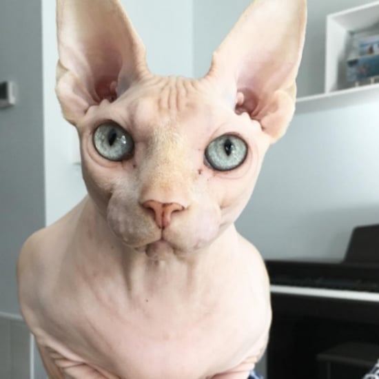 Hairless Cats on Instagram