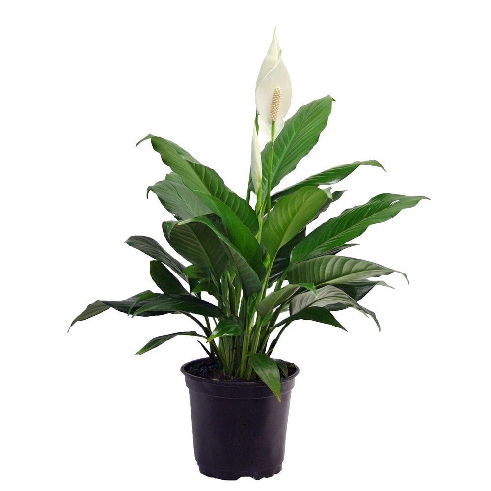 Spathiphyllum