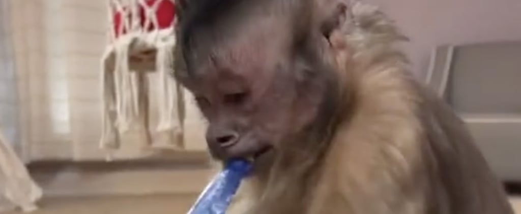 George the Monkey Opening Packages in TikTok Videos