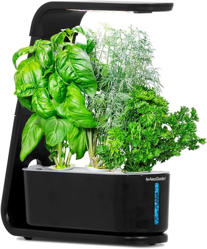 An Indoor Garden
