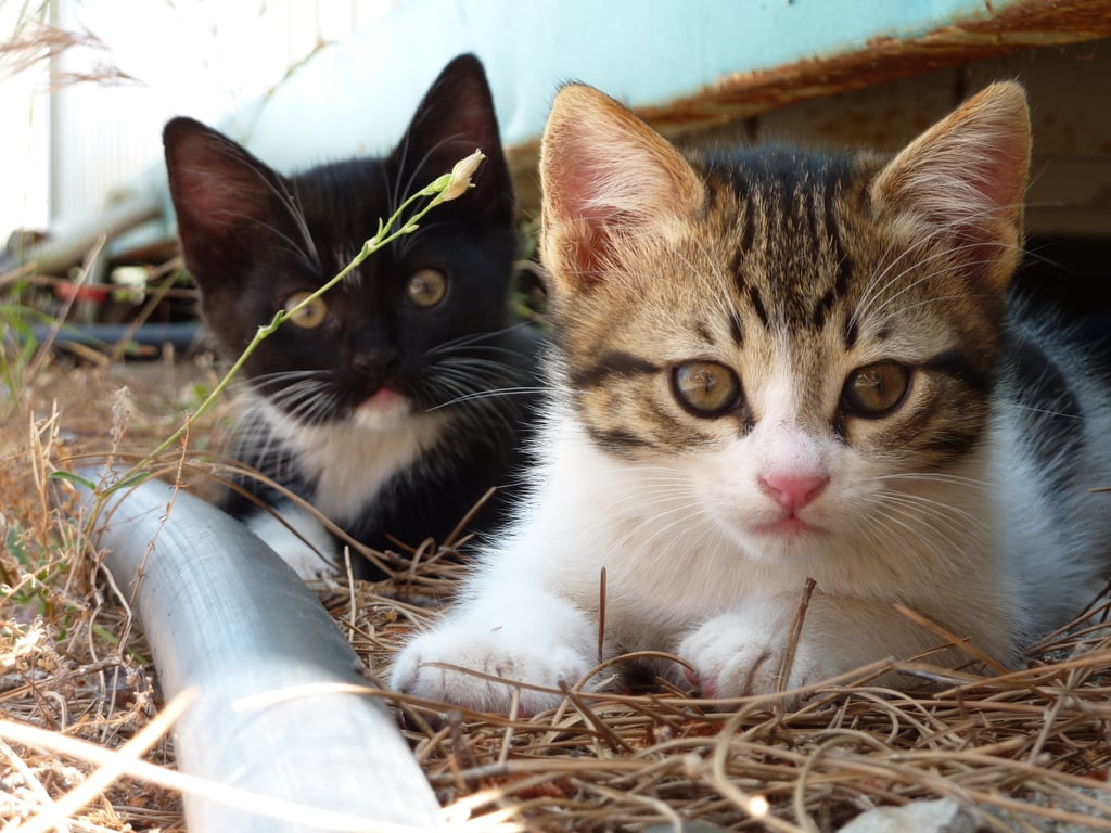 What are you doing? You'll give away our hiding place!
Source: Flickr user jameswragg