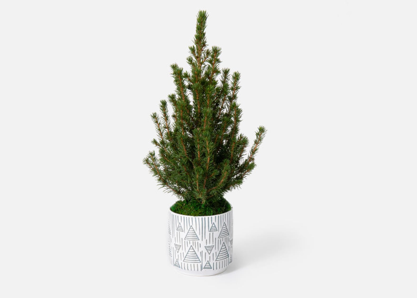 Best Live Tabletop Christmas Trees 2022 POPSUGAR Home