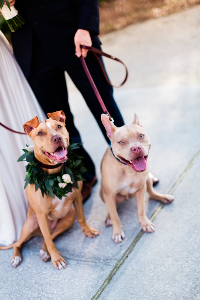 Dogs in Weddings