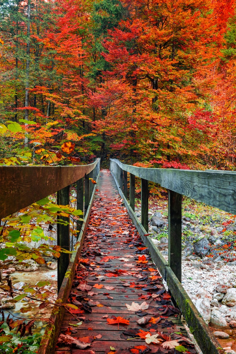 Fall Background: Fall Bridge iPhone Wallpaper