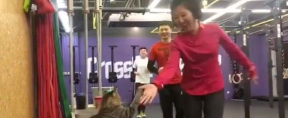 CrossFit Cat Gives High Fives