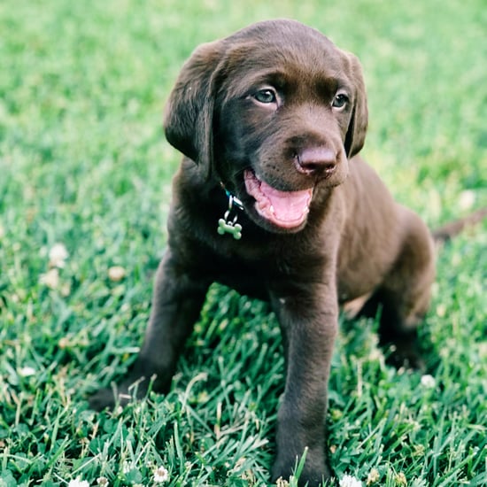 Cute Puppy Names For Girl Dogs