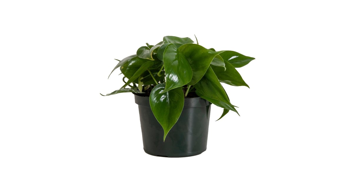 Philodendron Home Depot
