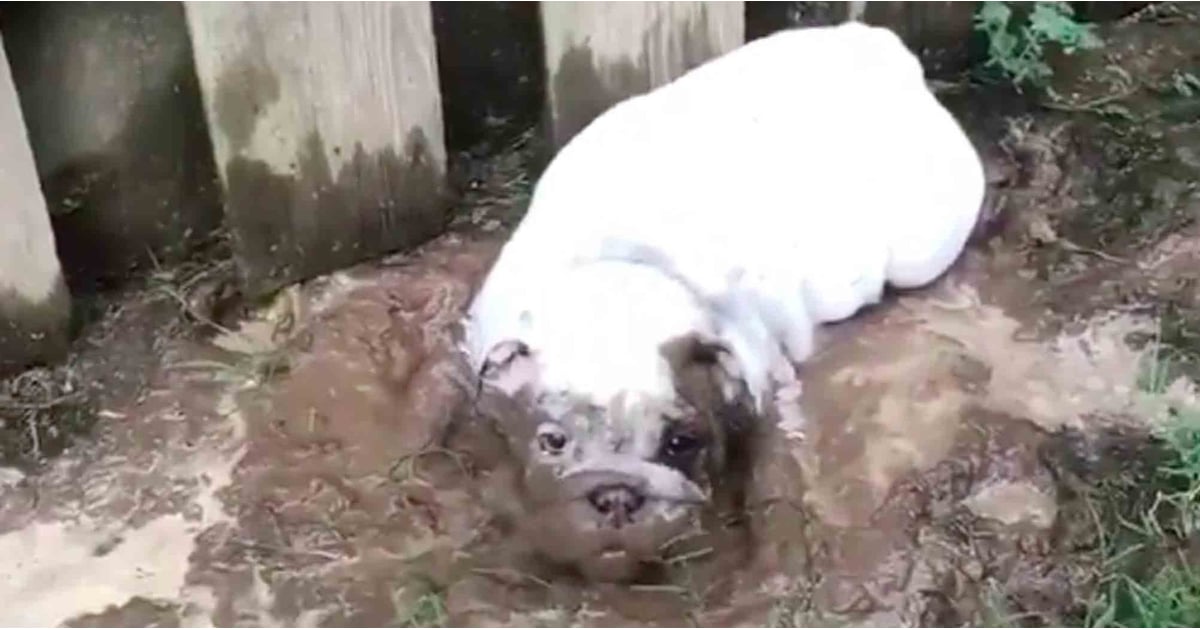 Video of Puppy Tracking Mud in the House POPSUGAR Family