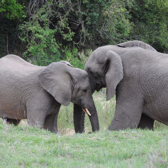 African Safari Tips
