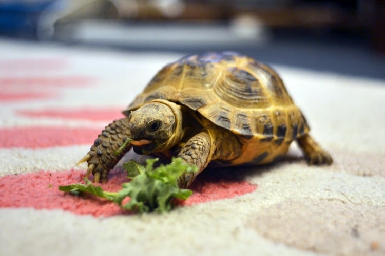 12 of the Best Pets for Busy College Students POPSUGAR Pets