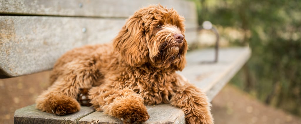 Cute Pictures of Labradoodles