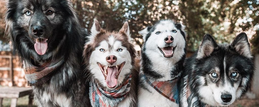 4 Husky Dog Siblings Who Pose For Pictures Together