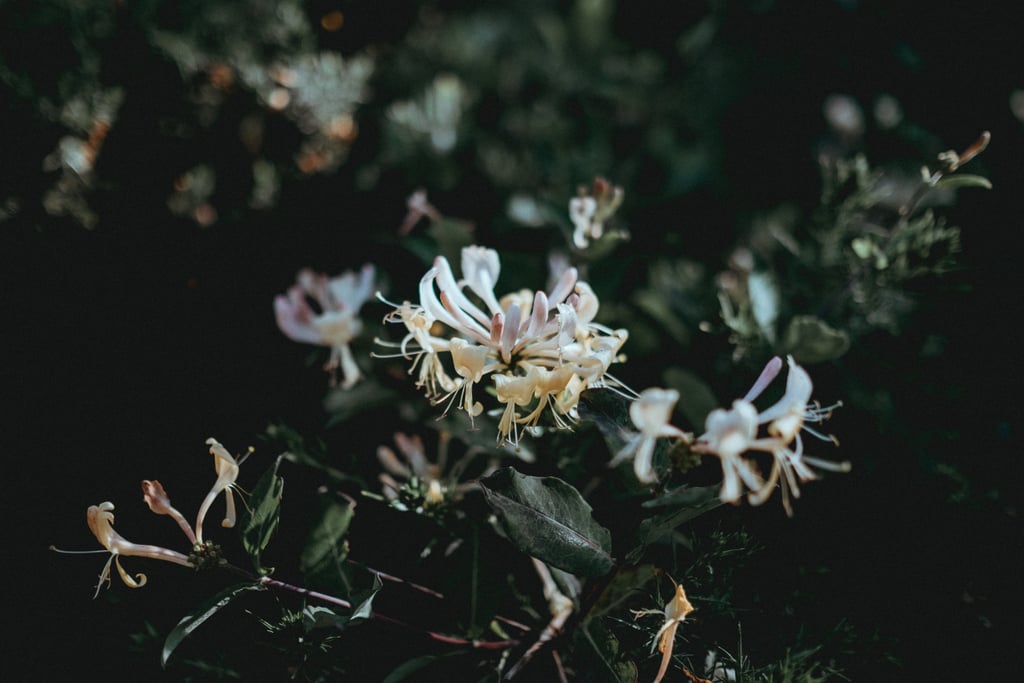 You understand the feeling of complete and utter satisfaction when successfully getting a big drop off the end of a honeysuckle.