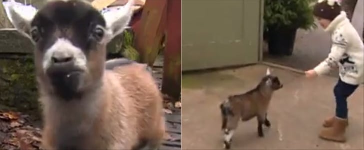 Benjamin the Baby Goat | Video