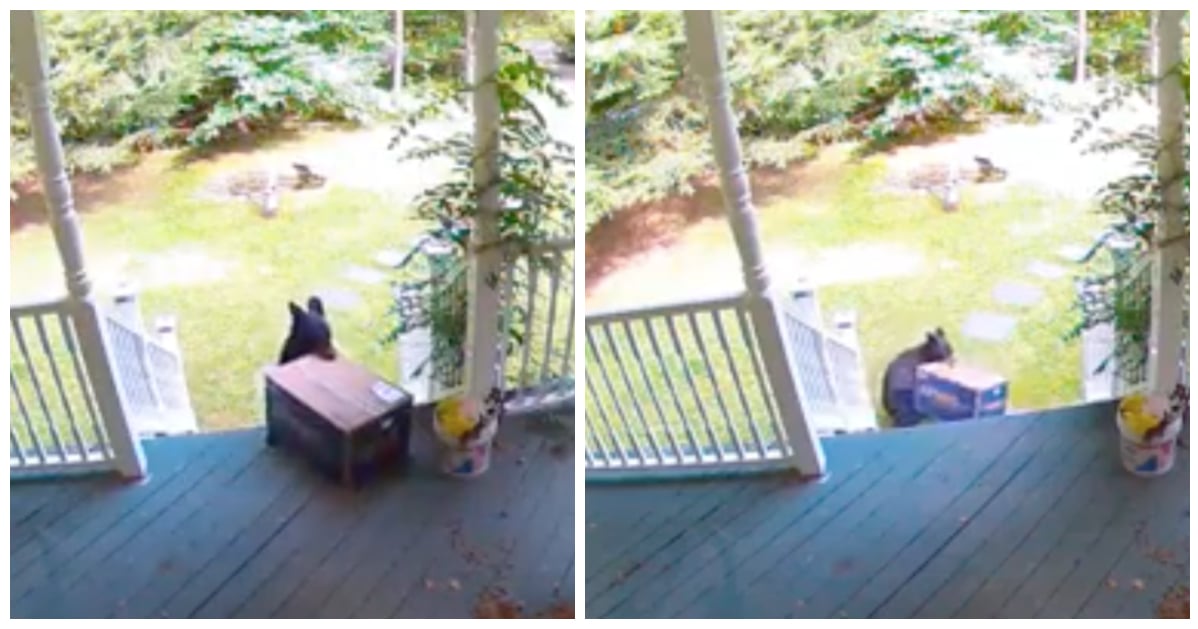 Bear steals chewy box clearance
