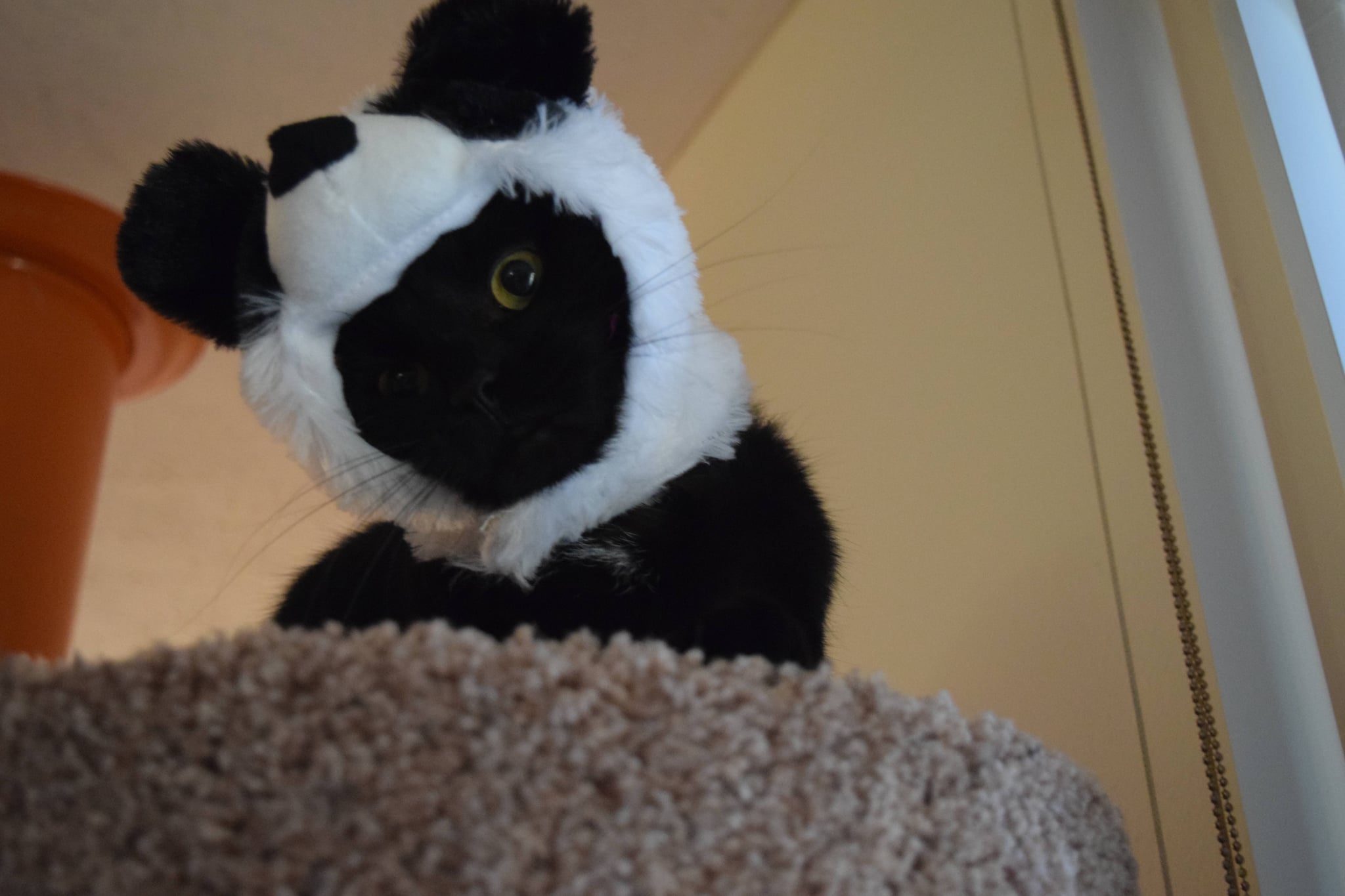 This Panda-Hat Model | Funny Internet 