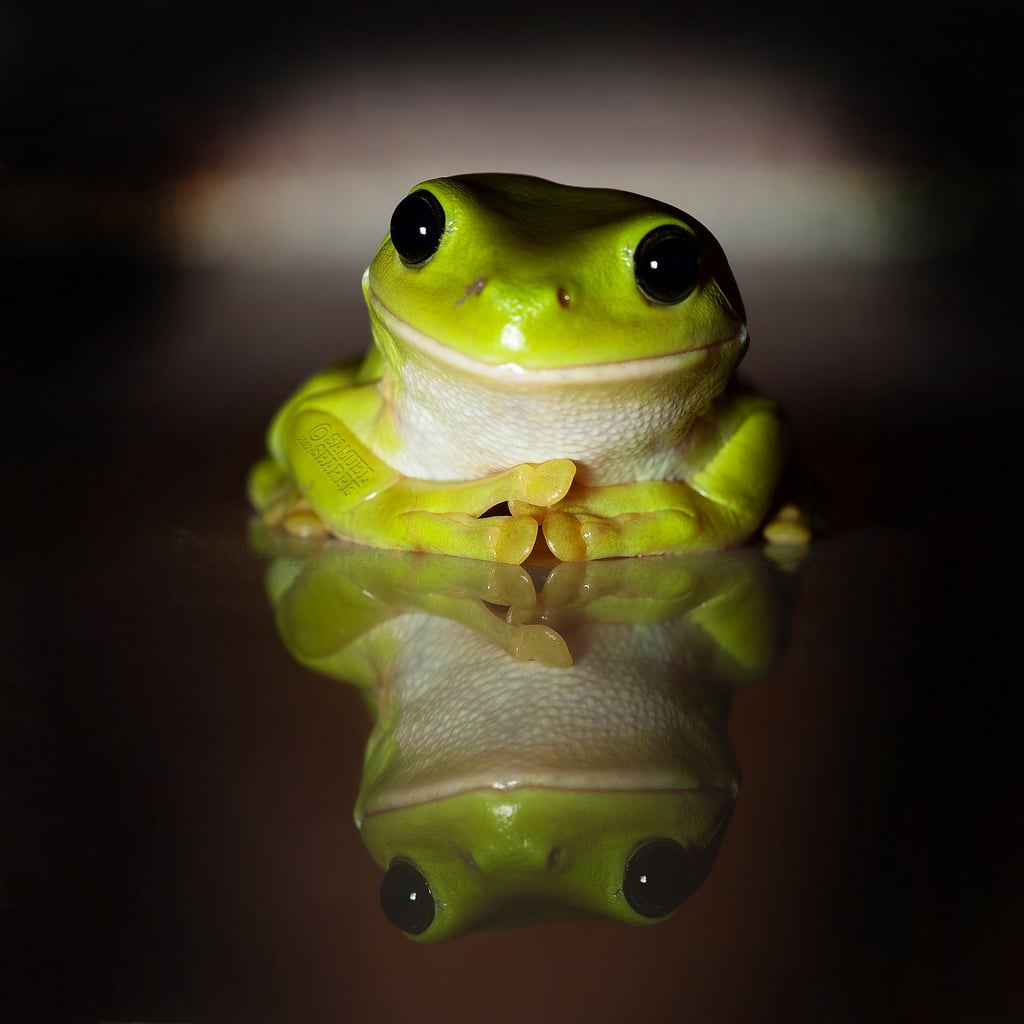 Nothing better than a smiling froggy.
Source: Flickr user Samuel Sharpe