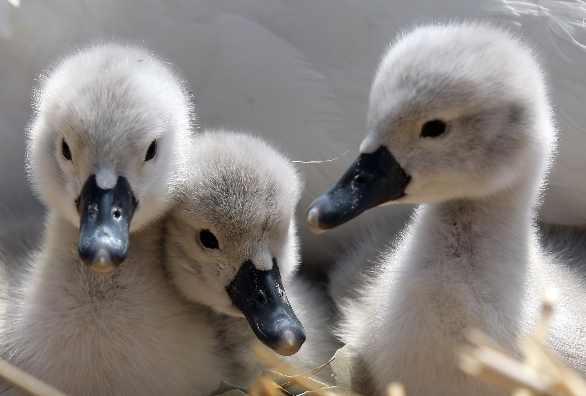Baby Swans Say Summer Is Here! POPSUGAR Pets