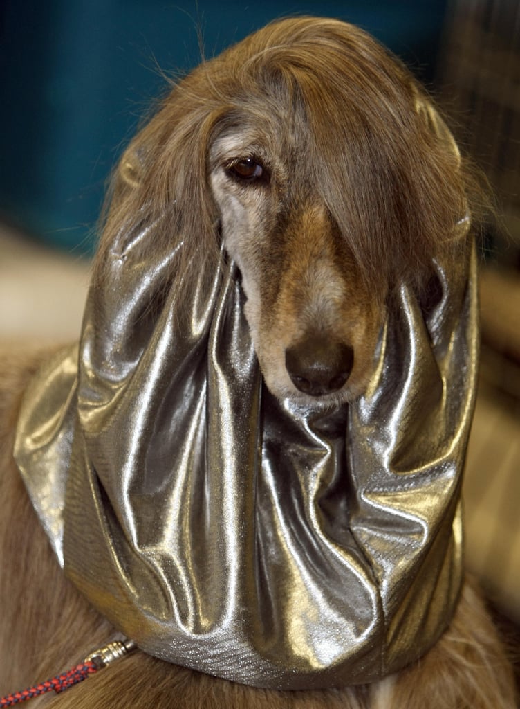 Pictures Of Dog Hairstyles Popsugar Pets