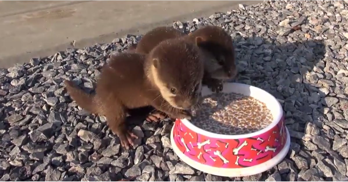 Baby Otters Eating POPSUGAR Pets