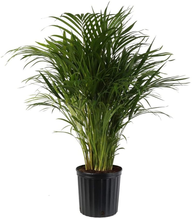 Areca Palm Plant