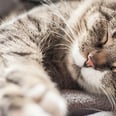 Wondering If Your Cat Has a Cold? It's Possible — Here's What Vets Have to Say