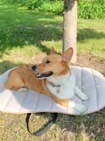 I Found the Chicest Travel Dog Bed For $40 — and It's on Sale For Amazon Pet Day