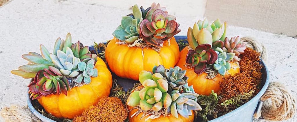 You'll Never Carve a Jack-O'-Lantern Again After Seeing These Succulent Pumpkins