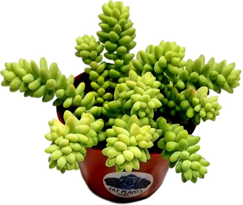 Potted Donkey Tail Plant