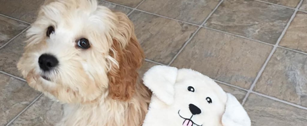 25 Adorable Dog Hybrids You Had No Idea Existed