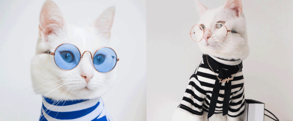 Zappa the Cat Has the Best Feline Wardrobe on Instagram