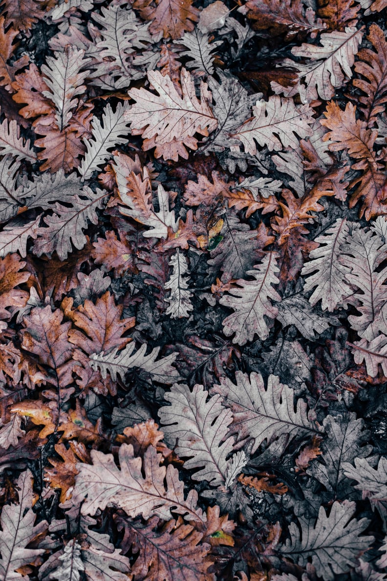 Fall Background: Frosted Leaves iPhone Wallpaper