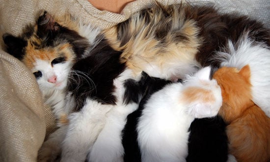 How To Care For A Pregnant Cat And Other Links From The Internet