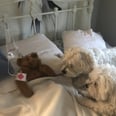 Dad Sees Dog’s Toy Outside, Finds Its Pulse, Performs CPR, Hooks It Up to an IV, and OMG, This Story
