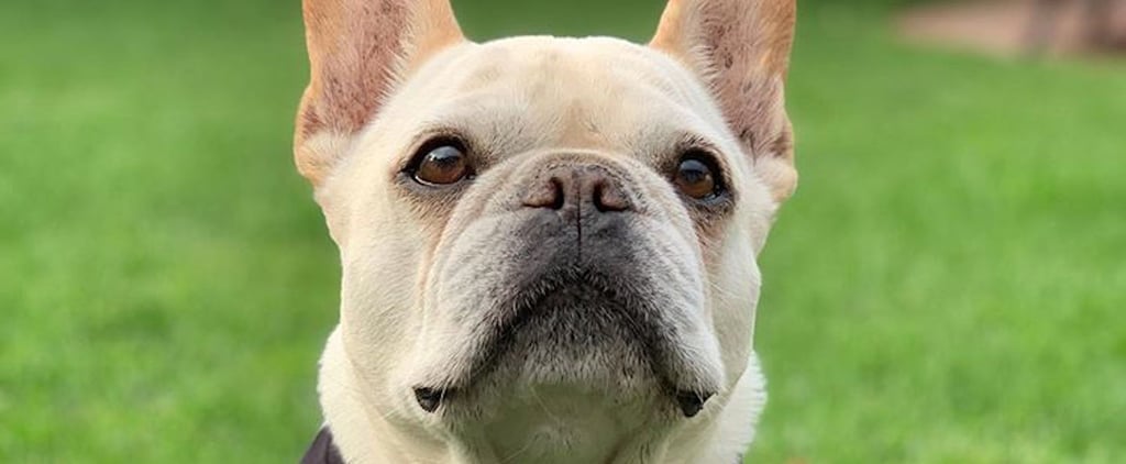 Pictures of Bruley the Queer Eye Dog