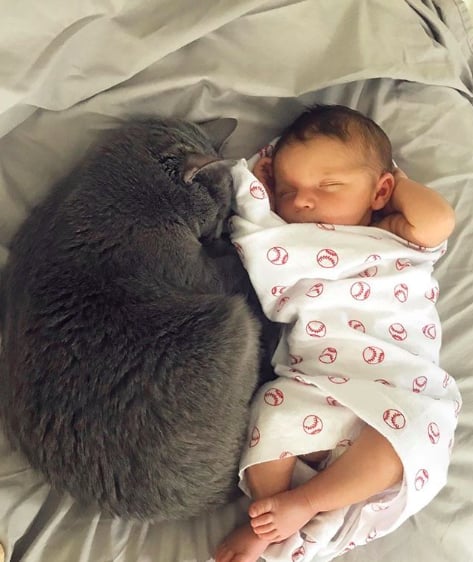 new baby and cats